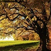 Festa dell’Albero – Salone Estense a Varese – 25 novembre&nbsp;2023